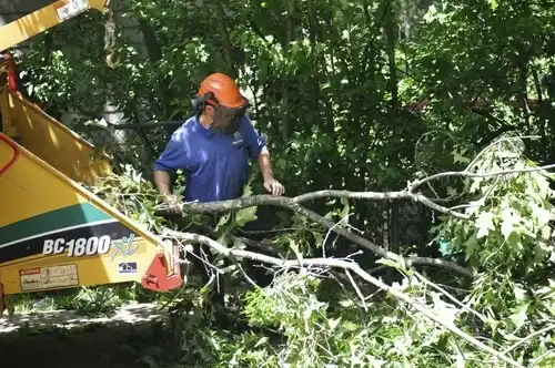tree services Northwest Harwich